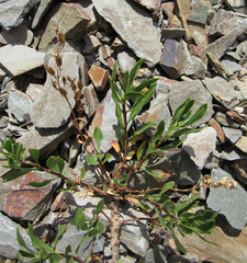 Penstemon fruticosus fruticosus