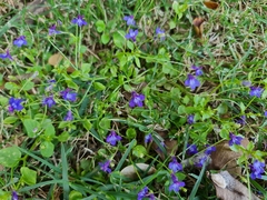 Lobelia erinus