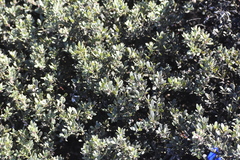Arctostaphylos pumila