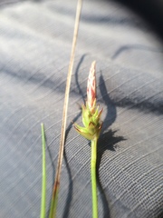 Carex tonsa rugosperma