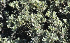 Arctostaphylos pumila