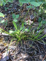 Carex tonsa rugosperma
