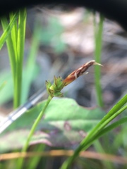 Carex tonsa rugosperma