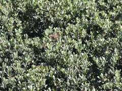 Arctostaphylos pumila