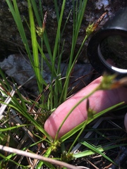 Carex tonsa rugosperma