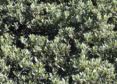 Arctostaphylos pumila