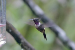 Philodice mitchellii