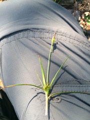 Carex tonsa rugosperma