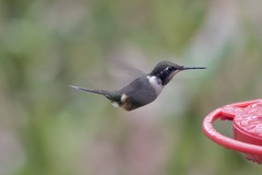 Philodice mitchellii