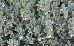 Arctostaphylos pumila