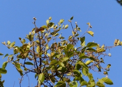 Scurrula parasitica
