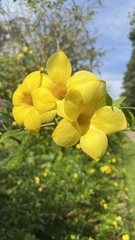 Allamanda cathartica