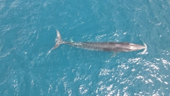 Balaenoptera edeni brydei