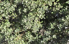 Arctostaphylos pumila