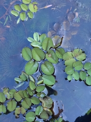 Salvinia minima