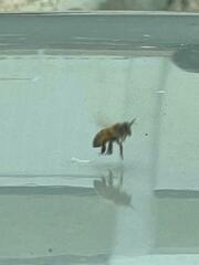 Apis mellifera