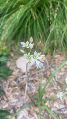 Nothoscordum