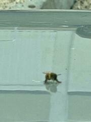 Apis mellifera