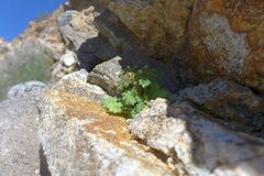 Phacelia rotundifolia