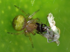 Araneus albotriangulus