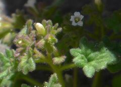 Phacelia rotundifolia