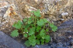 Phacelia rotundifolia