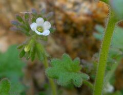 Phacelia rotundifolia