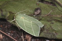 Bena bicolorana