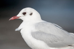 Chroicocephalus ridibundus