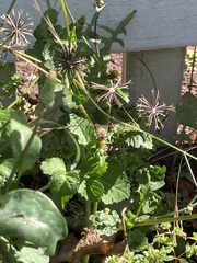 Insecta