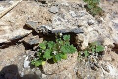 Phacelia rotundifolia
