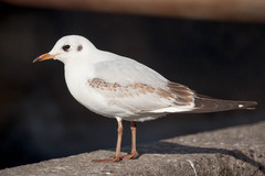 Chroicocephalus ridibundus