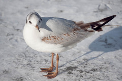 Chroicocephalus ridibundus