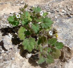 Phacelia rotundifolia
