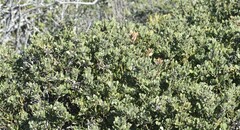 Arctostaphylos pumila