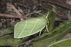 Bena bicolorana