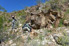 Phacelia rotundifolia