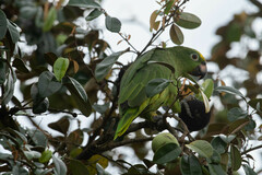 Amazona ochrocephala