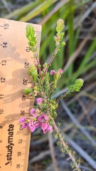 Erica hirtiflora