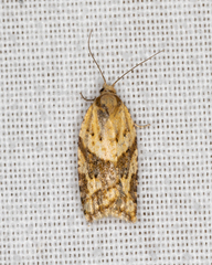 Clepsis divulsana