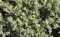 Arctostaphylos pumila