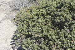 Arctostaphylos pumila