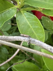 Insecta