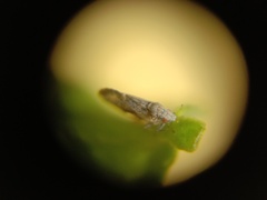 Diaphorina citri