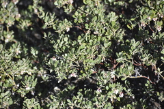 Arctostaphylos pumila