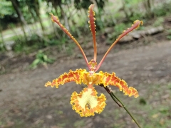 Psychopsis krameriana