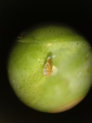 Diaphorina citri