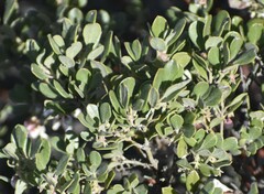 Arctostaphylos pumila