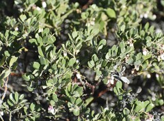 Arctostaphylos pumila