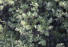 Arctostaphylos pumila